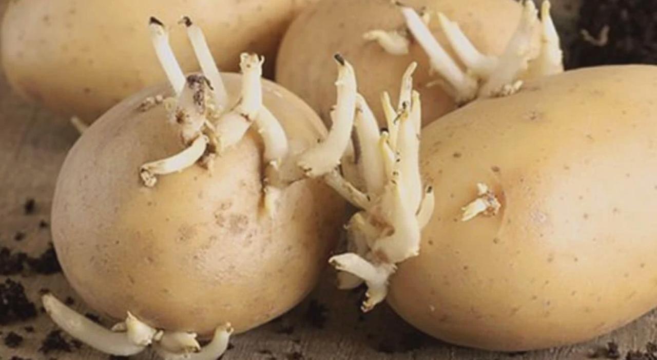 Potato extract — natural AegisHome ingredient