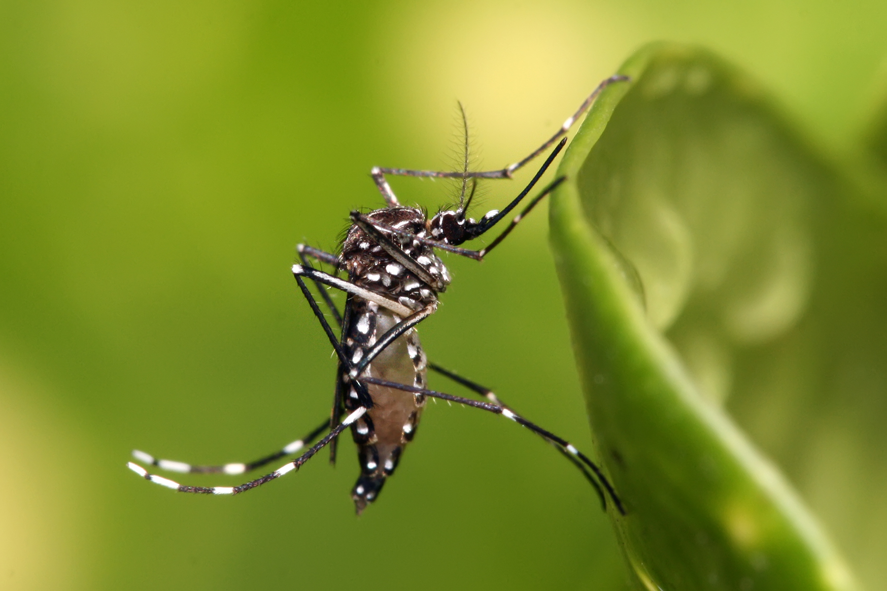 Mosquito — one of the insects AegisHome addresses